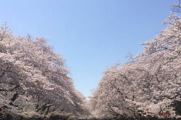 上野公園の桜昼