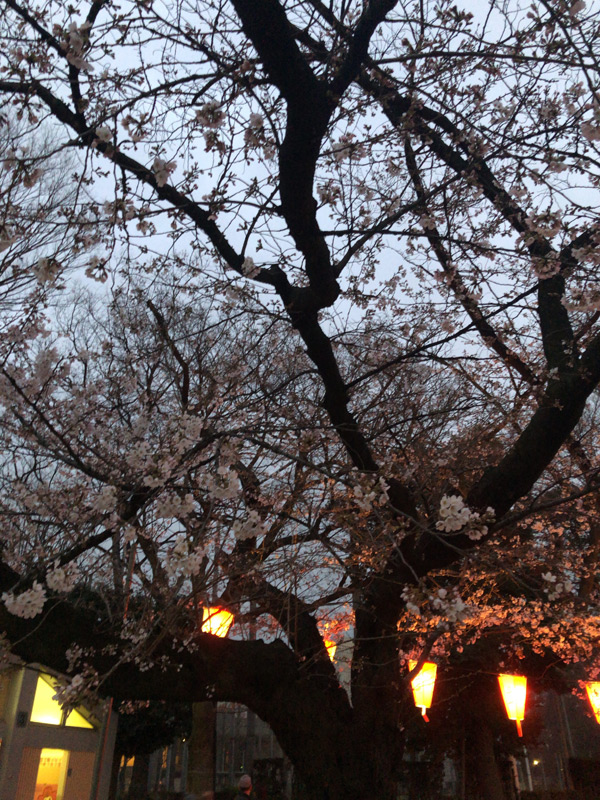 去年の上野公園周辺の桜-夜