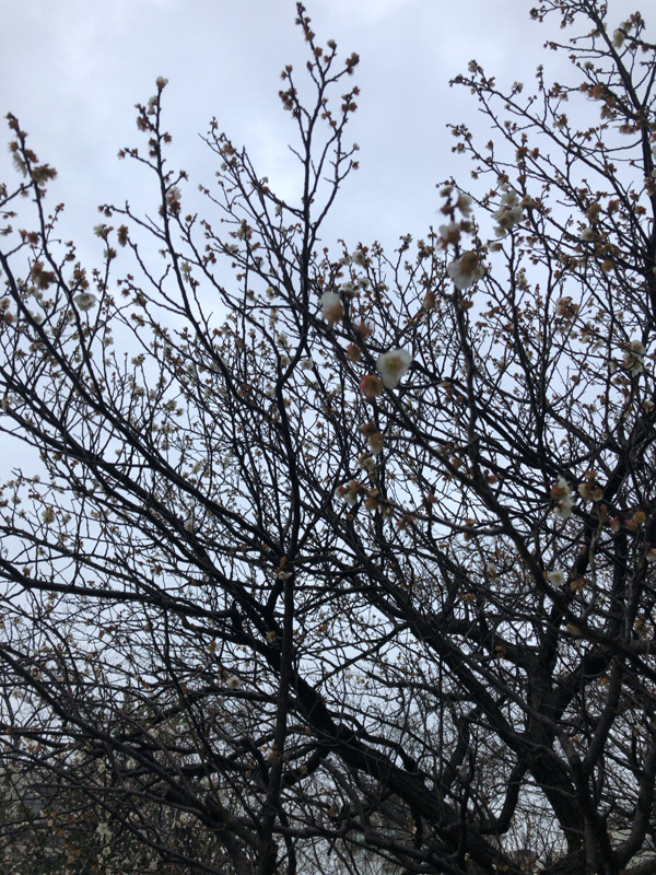 上野公園周辺の桜-2分咲き