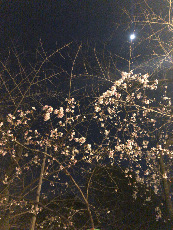上野公園周辺の桜-3分咲き