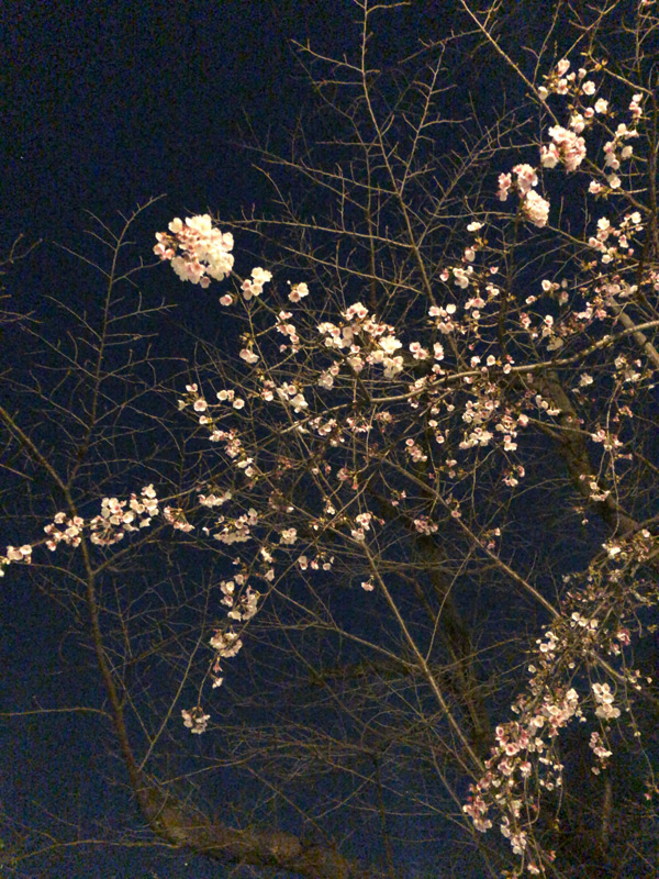 上野公園周辺の桜-5分咲き