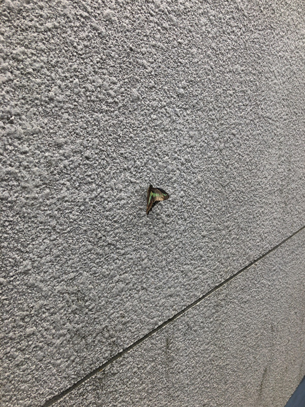 壁に蝶々-遠くから