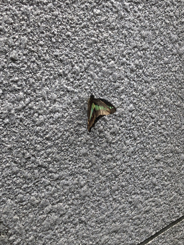 壁に蝶々-別アングル