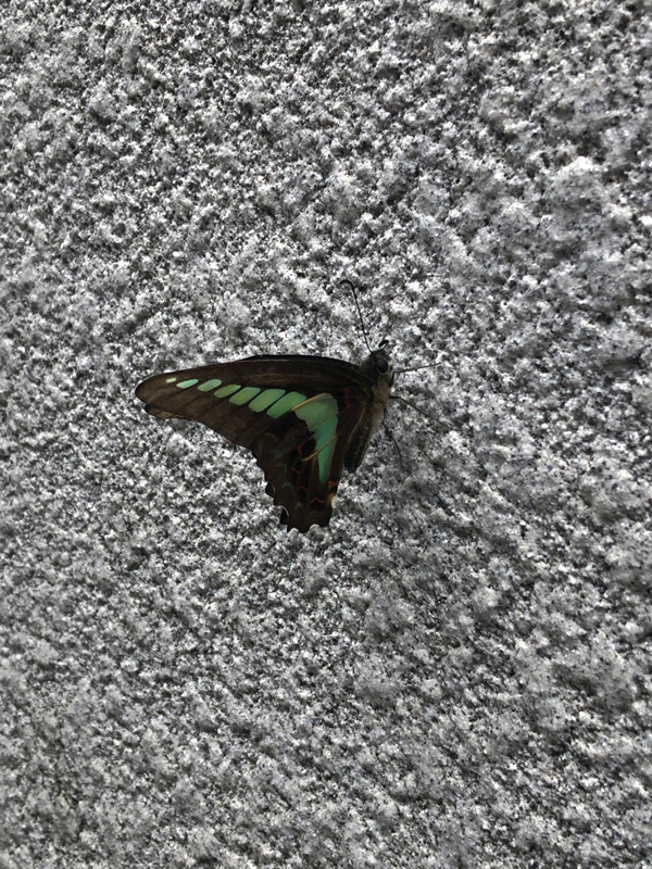 壁に蝶々-アップ