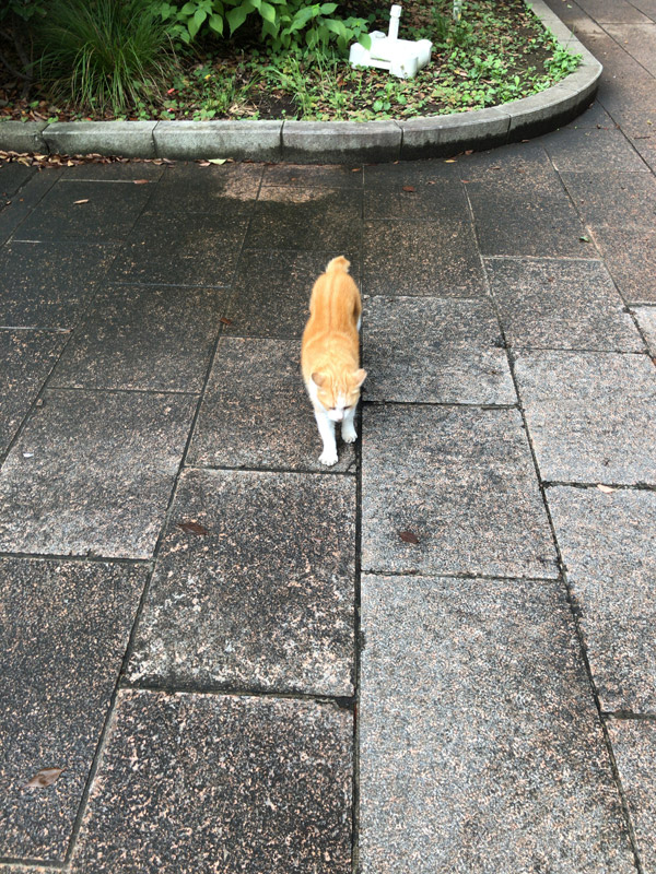 続・散歩途中の猫たち2-人馴れしている猫