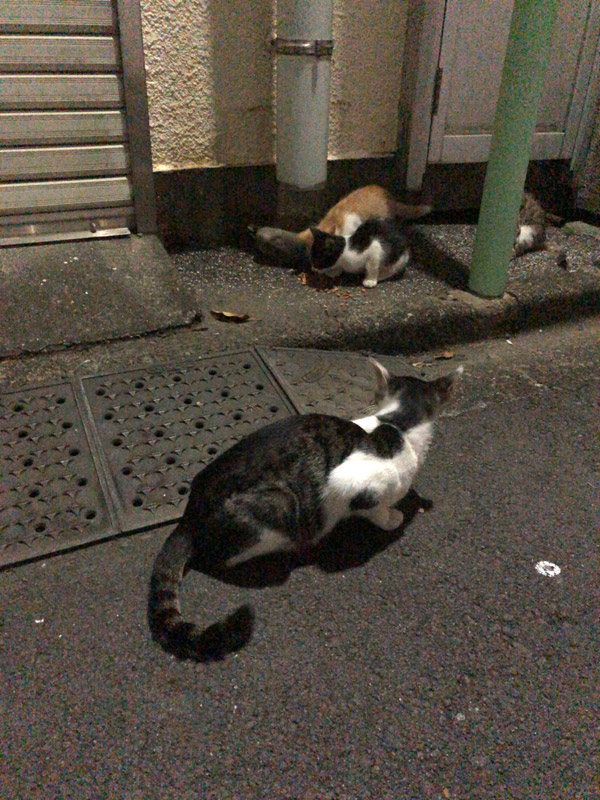 続・散歩途中の猫たち2-母猫が子猫たちを見守る画像