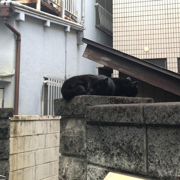 続・黒猫二匹-二匹で固まって寝ているズーム