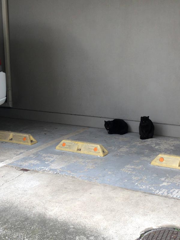 近所の知り合い-いつもの黒猫2匹駐車場