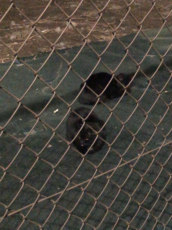 近所の知り合い-いつもの黒猫2匹高架下