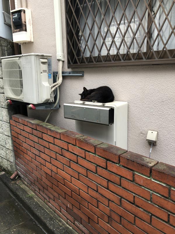 近所の知り合い-いつもの黒猫家の横