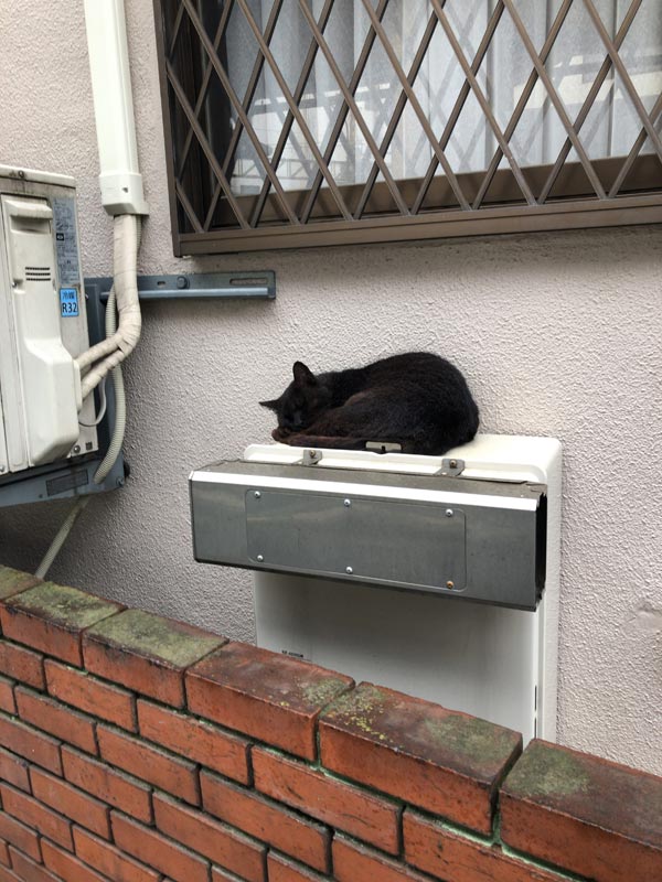 近所の知り合い-いつもの黒猫家の横アップ