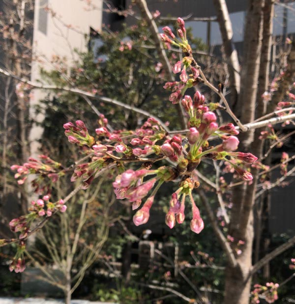 桜の蕾3