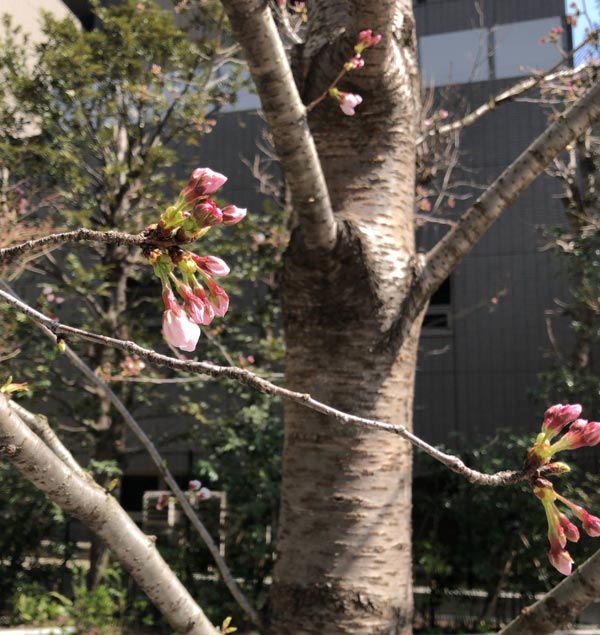 桜の蕾2